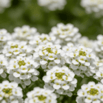 Candytuft White Color Flower Seeds