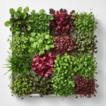 Microgreens Seeds 12 Varieties | Non-GMO | With Growing Instructions | Grow Your Own Super Salad