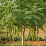 Moringa Seeds | Drumstick Tree | सहजन के बीज | Moringa Oleifera | Vegetable Seeds