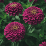 Zinnia Double Purple Color Flower Hybrid Seeds - Image 2