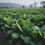 Mustard Seeds | Sarso Saag | सरसों के बीज | Desi Vegetable Seeds – Grow Sarson ka Saag at Home
