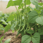 French Bean Seeds | फ्रेंच बीन के बीज | Best Quality Vegetable Seeds – Home Garden Pack