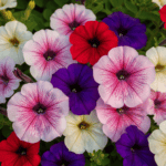 Petunia Grandiflora Mixed Color Flower Seeds - Image 2