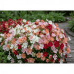 Godetia Flower Seeds for Your Home Garden