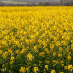 Yellow Mustard Sarso Seeds | Spice & Leafy Green Vegetable Seeds - Image 2
