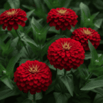 Zinnia Double Blood Red Color Flower Hybrid Seeds - Image 2
