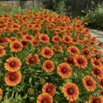 Gaillardia Flower Seeds Mixed Color
