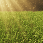 Grass Seeds | Dense Green Lawn | 50 Gram Pack - Image 2