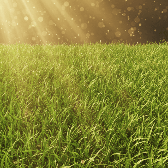 Grass Seeds | Dense Green Lawn | 50 Gram Pack - Image 2