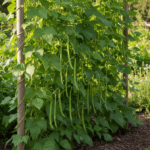 French Beans Climbing Variety Seeds | फ्रेंच बीन के बीज | Pole Type Vegetable Seeds