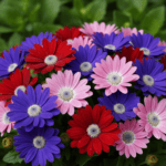 Cineraria Mixed Color Flower Seeds - Image 2