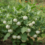 White Round Brinjal Seeds | Safed Baingan | Rare & Exotic Vegetable Seeds for Home Garden