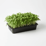 Spinach Organic Microgreen Seeds | Nutrient-Rich | Easy-to-Grow Superfood - Image 3