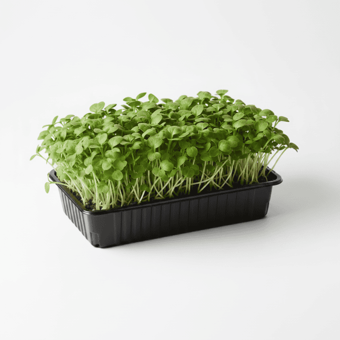 Spinach Organic Microgreen Seeds | Nutrient-Rich | Easy-to-Grow Superfood - Image 3