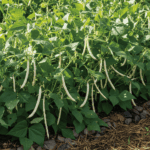 White French Bean Vegetable Seeds | Best Quality Home Garden Pack - Image 2