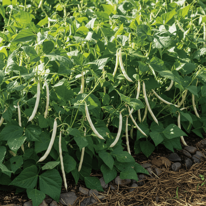 White French Bean Vegetable Seeds | Best Quality Home Garden Pack - Image 2