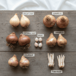 Summer Flower Bulbs Combo | 6 Variety | Calla Lily, Football Lily, Amar Lily, Rain Lily, Caladium & Tuberose (2 Bulbs Each) - Image 2