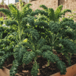 Kale Brassica Oleracea | Vegetable Seeds - Image 2