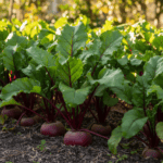 Beetroot Seeds | Vegetable Seeds - Image 2
