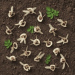 Moringa/Drumstick Seeds (Saijan ki Phalli, Saragavo) for Plantation (10 Seeds) - Image 2