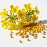 Yellow Mustard Sarso Seeds | Spice & Leafy Green Vegetable Seeds