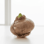Amaryllis Flower Bulb – 1 Pc - Image 2