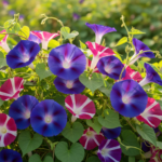 Morning Glory Ipomoea Creeper Mix Color Flower Seeds