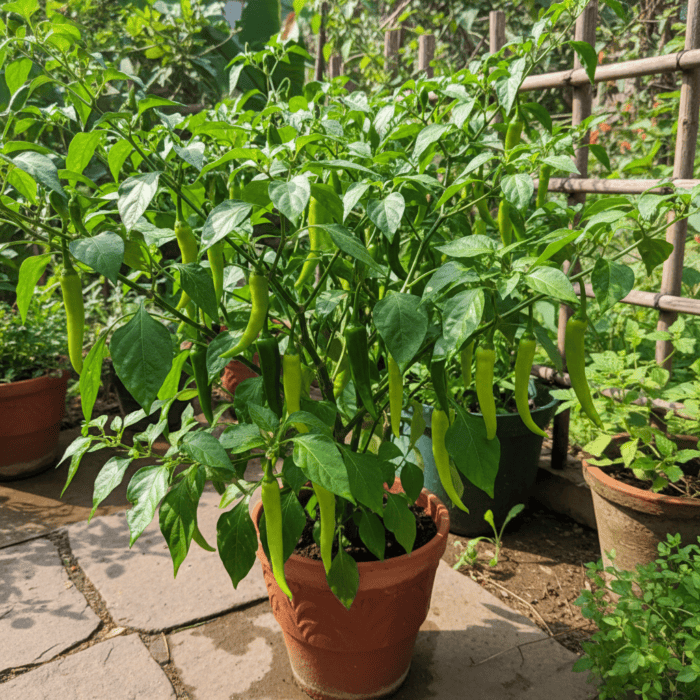 Vegetable Seeds Combo Pack (Set of 5 Packets) | Kachariya, Kakri, Pepper, Kachri Desi, Capsicum - Image 3