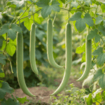 Long Melon Seeds | Kakri | ककड़ी के बीज | Desi Vegetable Seeds – Home Garden