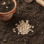 Radish Seeds Mooli Long White Desi Vegetable Seeds Pack of approx. 20 Seeds - Image 2