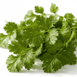 Coriander Dhania Green Aroma हरा धनिया Desi Vegetable Seeds