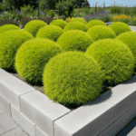 Kochia Flower Seeds – Premium Quality for Vibrant Summer Gardens