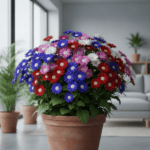 Cineraria Mixed Color Flower Seeds