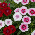 Dianthus Mixed Color Flower Seeds - Image 2