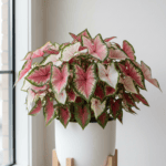 Caladium Bulbs – Pack of 4
