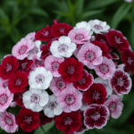 Sweet William Mixed Color Flower Seeds - Image 2