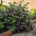 Hyacinth Beans Sem Fali Dwarf Variety Vegetable Seeds (Set of 10 Seeds) - Image 2