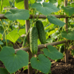 Cucumber (Kheera) LEO Organic Seeds | खीरा के बीज | Vegetable Seeds