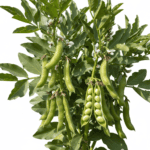 Bakla Fali Seeds | Fava Beans | Broad Beans | Desi Vegetable Seeds for Home Garden