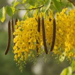 Golden Shower Tree Seed, Cassia Fistula, Indian Laburnum, Pack of 25 Seeds - Image 2