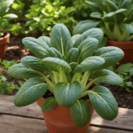 Pak Choy Seeds | Summer Festival Hybrid | पाक चोय के बीज | Imported Vegetable Seeds