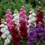 Stock Matthiola Incana Mixed Color Flower Seeds - Image 2