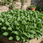 Bathua Desi Saag Leaves Vegetable Best Quality Seeds Home Garden Pack - Image 2