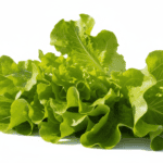 Lettuce Grand Rapids | Vegetable Seeds