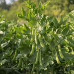 Fava Beans | Bakla | बाकला के बीज | Vegetable Seeds – Home Garden