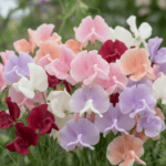 Sweet Pea Spencer Mixed Color Flower Hybrid Seeds - Image 2