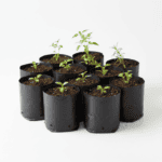 Seeds Starter Kit DIY Box – Winter Flowers seeds (10 Varieties)+Cocopeat Soil+Germination Bag(10 Pcs) - Image 2