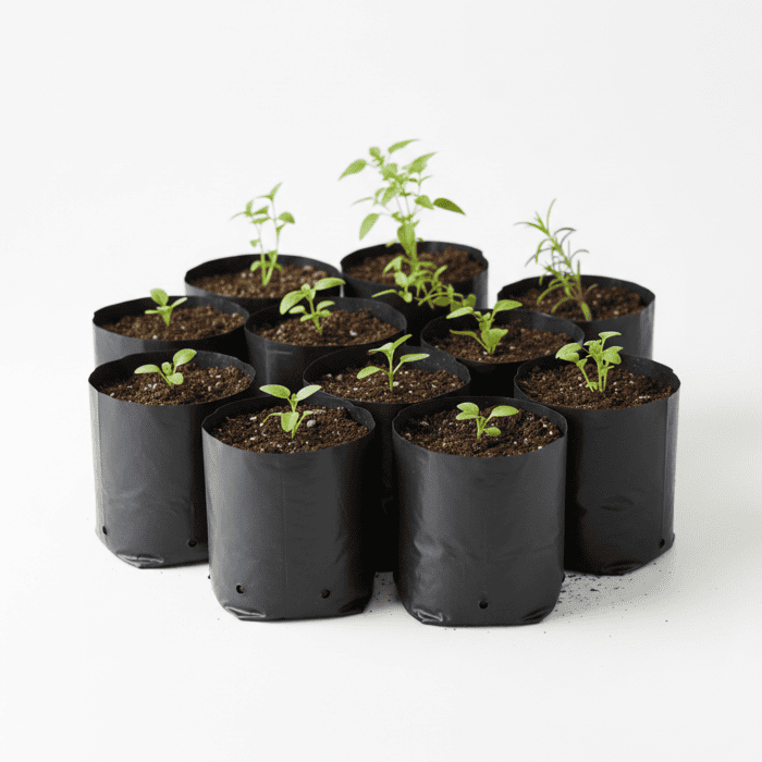 Seeds Starter Kit DIY Box – Winter Flowers seeds (10 Varieties)+Cocopeat Soil+Germination Bag(10 Pcs) - Image 2