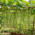 Yard Long Beans Vegetable Seeds