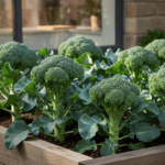 Broccoli Imported Hybrid Vegetable Seeds - Image 2